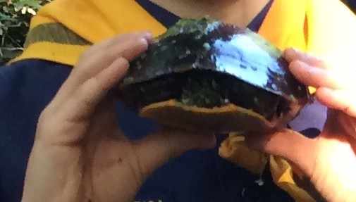 Schildkröte