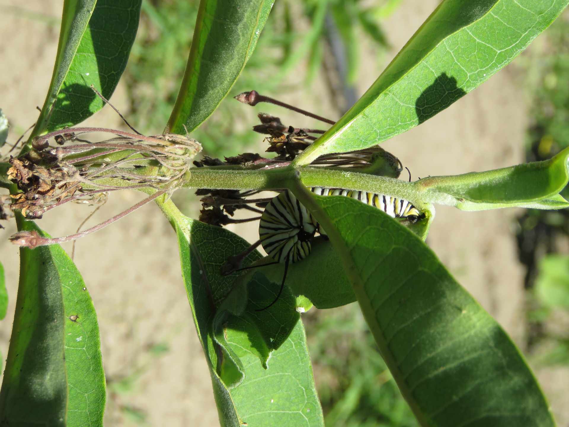 Monarchfalter Raupe