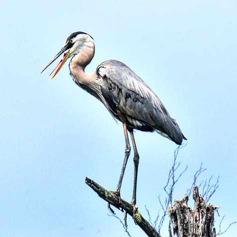 Blaugrauer Reiher