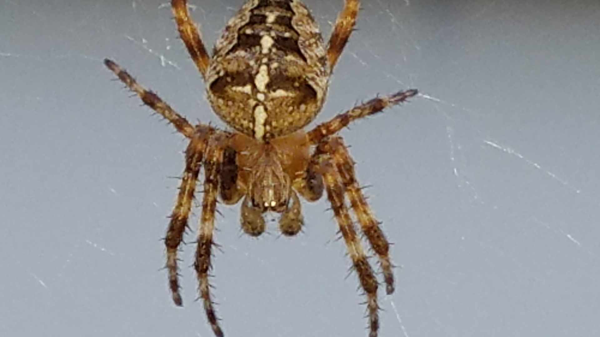 Spinne